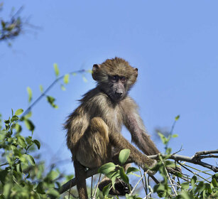giovane Amadriade, young Amadryas Baboon parco Awash, Awash NP