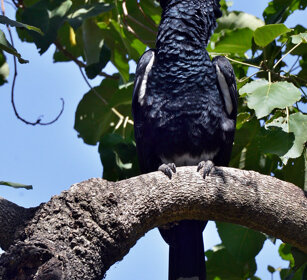 Bucero guanceargentate (Bycanistes brevis) Sylvery-cheeked Hornbill, lago Awasa, lake Awasa
