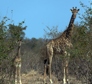 Giraffe sudafricane, (Giraffa camelopardalis g.) South African Giraffes, Kruger NP