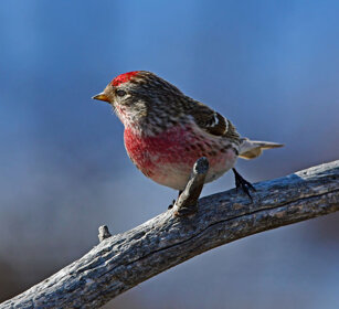 Organetto, Redpoll Finlandia, Finland
