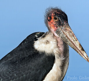 Marabù (Leptoptilos crumeniferus) Marabou Stork lago Awasa, lake Awasa