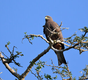 Nibbio beccogiallo (Milvus aegyptius) Yellow-billed Kite, lago Awasa, lake Awasa