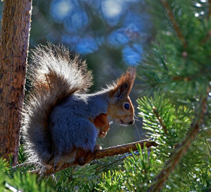 Scoiattolo rosso, Red Squirrel Finlandia, Finland