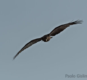 Nibbio beccogiallo (Milvus aegyptius) Yellow-billed Kite, Debre Libanos