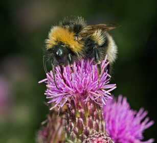 Bombo (Bombus lucorum), White-tailed Bumble-bee