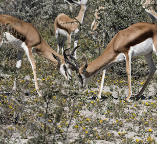 Springboks (Antidorcas marsupialis) Etosha NP
