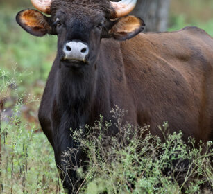 Bisonte indiano (Bos saurus), Indian Bison or Gaur Nagarhole NP, Karnataka