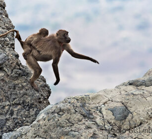 Gelada, Gelada Baboons Debre Libanos