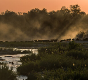 Bufali africani (Syncerus caffer) African Buffalos, Sabie river, Kruger NP