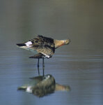 Pittima reale (Limosa limosa), Black-tailed Godwit