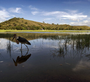Marabù, Marabou Stork Awasa