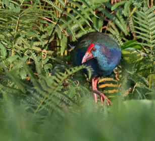 Pollo sultano Uganda