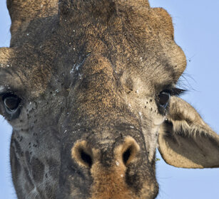 Giraffa Camelopardalis tippelskirchi, G. masai Maasai Giraffe, Serengeti NP