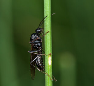 formica alata, winged ant