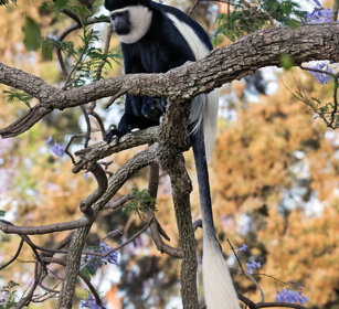 Guereza bianco e nero (Colobus guereza) Abyssinian Black-and-white Colobus monkey, lago Awasa, lake Awasa