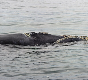 Balena franca australe (Eubalaena australis) Southern Right Whale, Hermanos