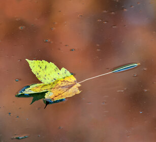 foglia sull'acqua, leaf on the water