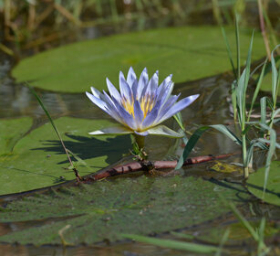Ninfea, waterlily lago Zway, lake Zway