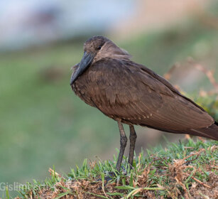 Umbretta (Scopus umbretta), Hamerkop lago Zway, lake Zway