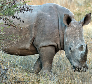 Rinoceronte bianco (Ceratotherium simum) White Rhino, Kruger NP