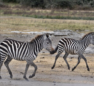 Zebre di Grant (Equus quagga boemi), Grant's Zebra parco nazionale del Serengeti, Serengeti NP
