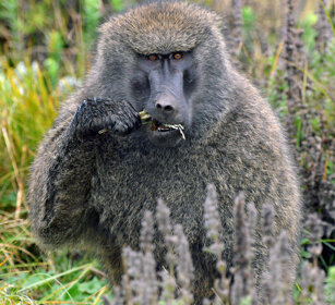 Babbuino anubino (Papio anubis), Olive Baboon