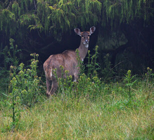 femmina di Nyala di montagna (Tragelaphus buxtoni) female Mountain Nyala, Dinsho forest