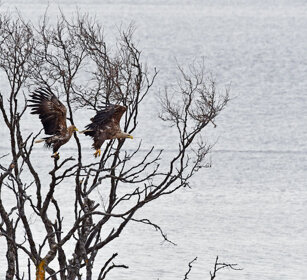 Aquile di mare, White-tailed Eagles Norvegia, Norway, Varanger