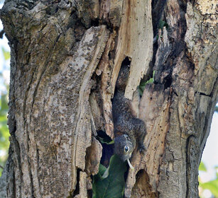 Scoiattolo del Gambia (Heliosciurus gambianus) Gambian Sun Squirrel, lago Awasa, lake Awasa