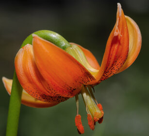Giglio di Carniola (Lilium carniolicum) Carniolan Lily