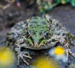 Rana levantina (Pelophylax bedriagae) Levant Green Frog