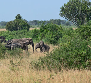 Elefante di savana Uganda