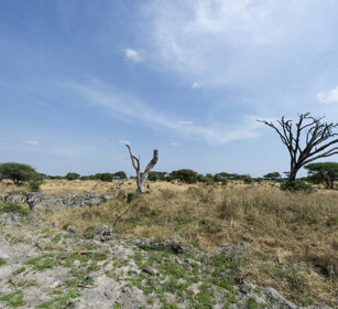 animali ambientati, animals in the environment parco nazionale del Tarangire, Tarangire NP
