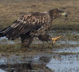 Aquila di mare (Haliaeetus albicilla) White-tailed Eagle, Polonia, Poland