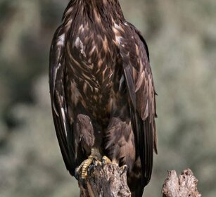 Aquila di mare (Haliaeetus albicilla) White-tailed Eagle juv. Aquila di mare (Haliaeetus albicilla) White-tailed Eagle juv.