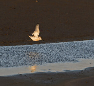 Corriere marginato (Charadrius marginatus) White-fronted Plover, Dorob NP