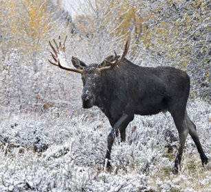 Alce, Elk, Moose PN di Yellowstone, Yellowstone NP