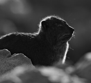 Procavia, Hyrax. Sudafrica, South Africa