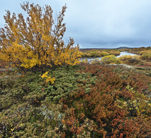 tundra parco nazionale di Dovrefjell, Dovrefjell NP