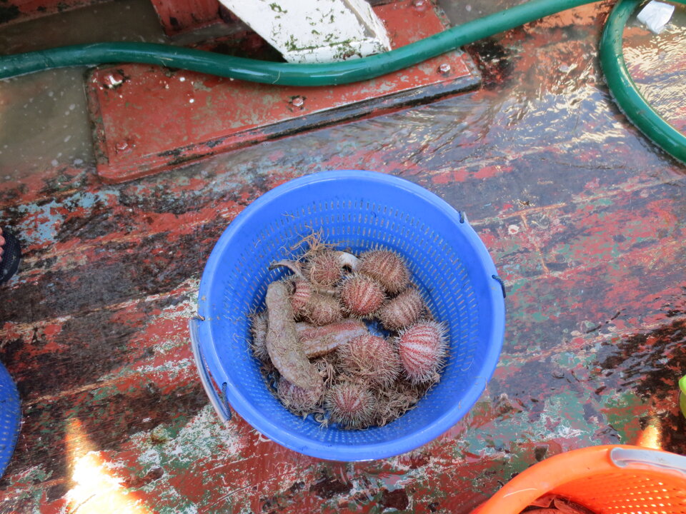 Campagne di pesca a strascico e reti da posta per valutazione ambientale rigassificatore offshore Campagne di pesca a strascico e reti da posta per valutazione ambientale rigassificatore offshore