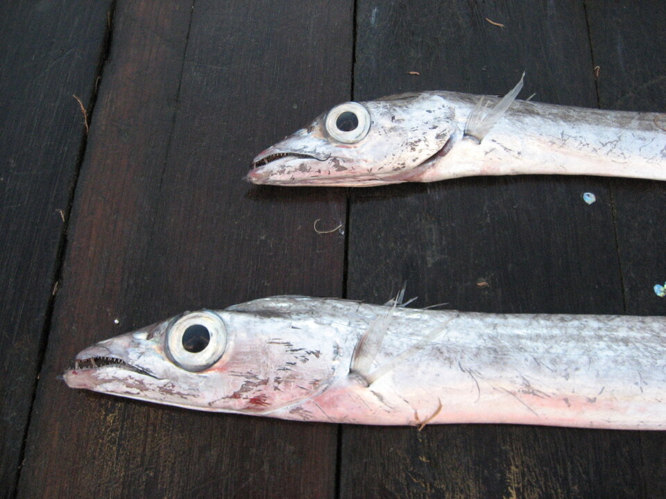 Campagna GRUND 2006 Campagna GRUND 2006