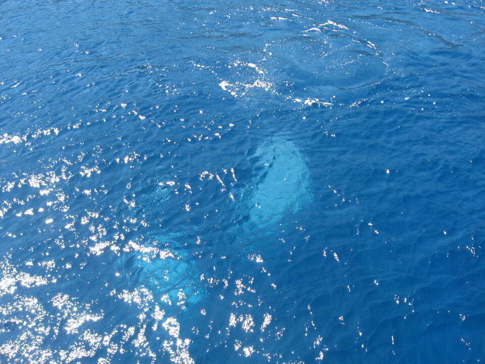 Valutazione impatto ambientale gabbie presso Isola di Gorgona Valutazione impatto ambientale gabbie presso Isola di Gorgona