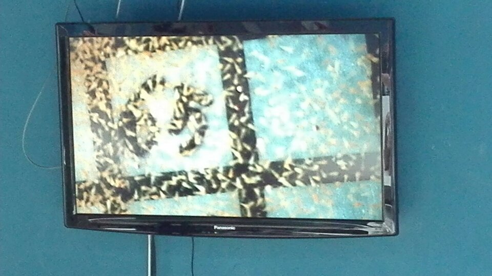 Attivit didattica presso Acquario di Livorno Attivit didattica presso Acquario di Livorno