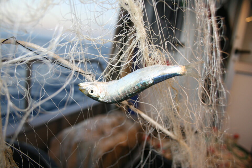 Progetto MINOUW Progetto MINOUW