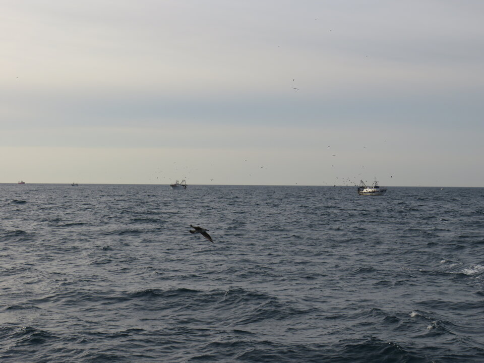 MEDITS 2017 MEDITS 2017