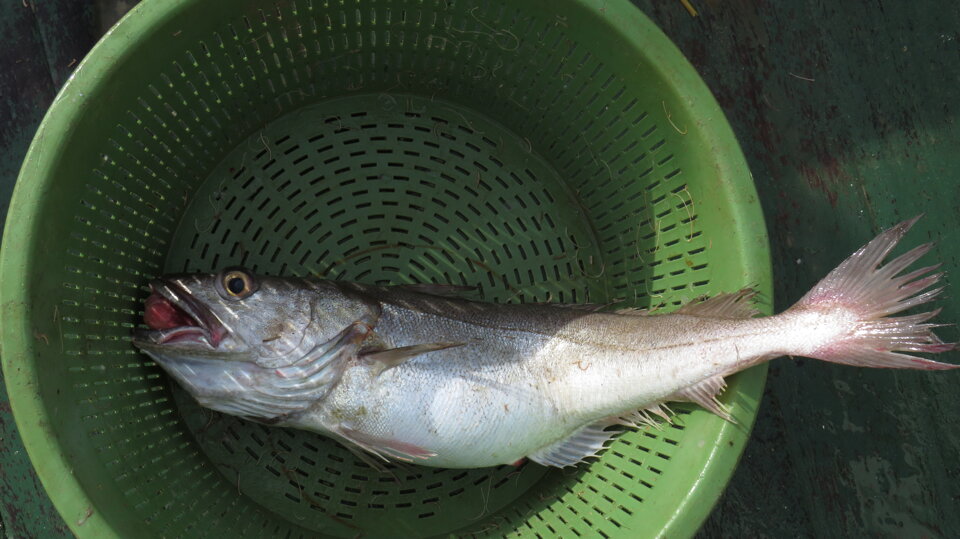 MEDITS 2017 MEDITS 2017