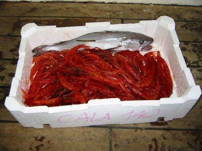 gamberirossienasello