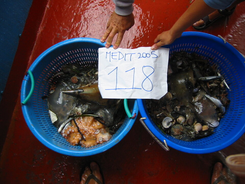 MEDITS 2005 MEDITS 2005