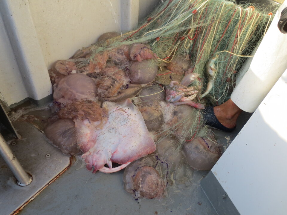 Campagne di pesca a strascico e reti da posta per valutazione ambientale rigassificatore offshore Campagne di pesca a strascico e reti da posta per valutazione ambientale rigassificatore offshore