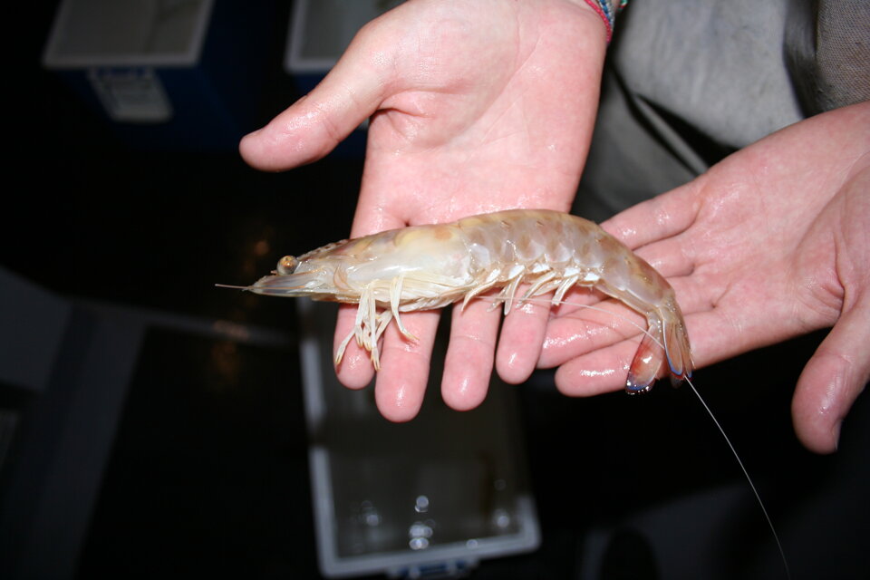 Progetto MINOUW Progetto MINOUW